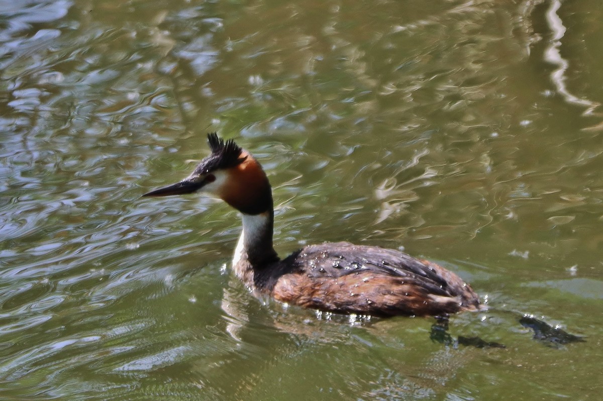 Great Crested Grebe - ML618480526