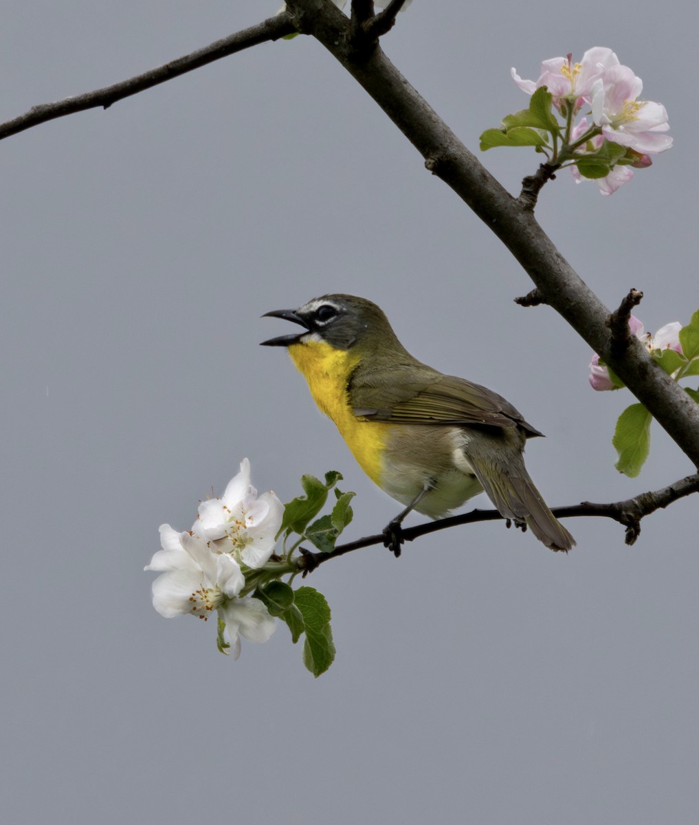 Yellow-breasted Chat - ML618480529