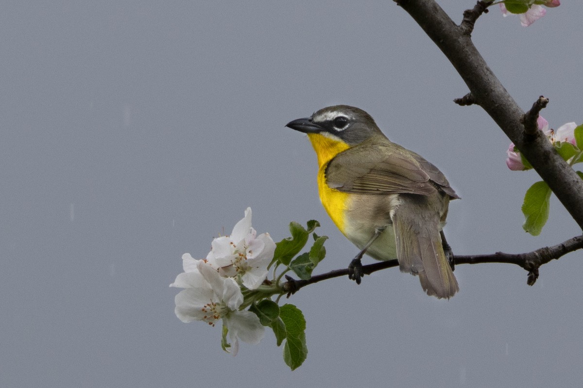 Yellow-breasted Chat - ML618480530