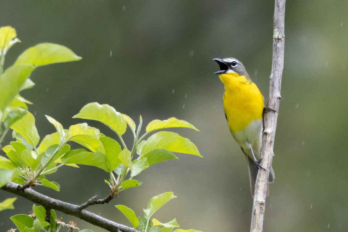 Yellow-breasted Chat - ML618480531