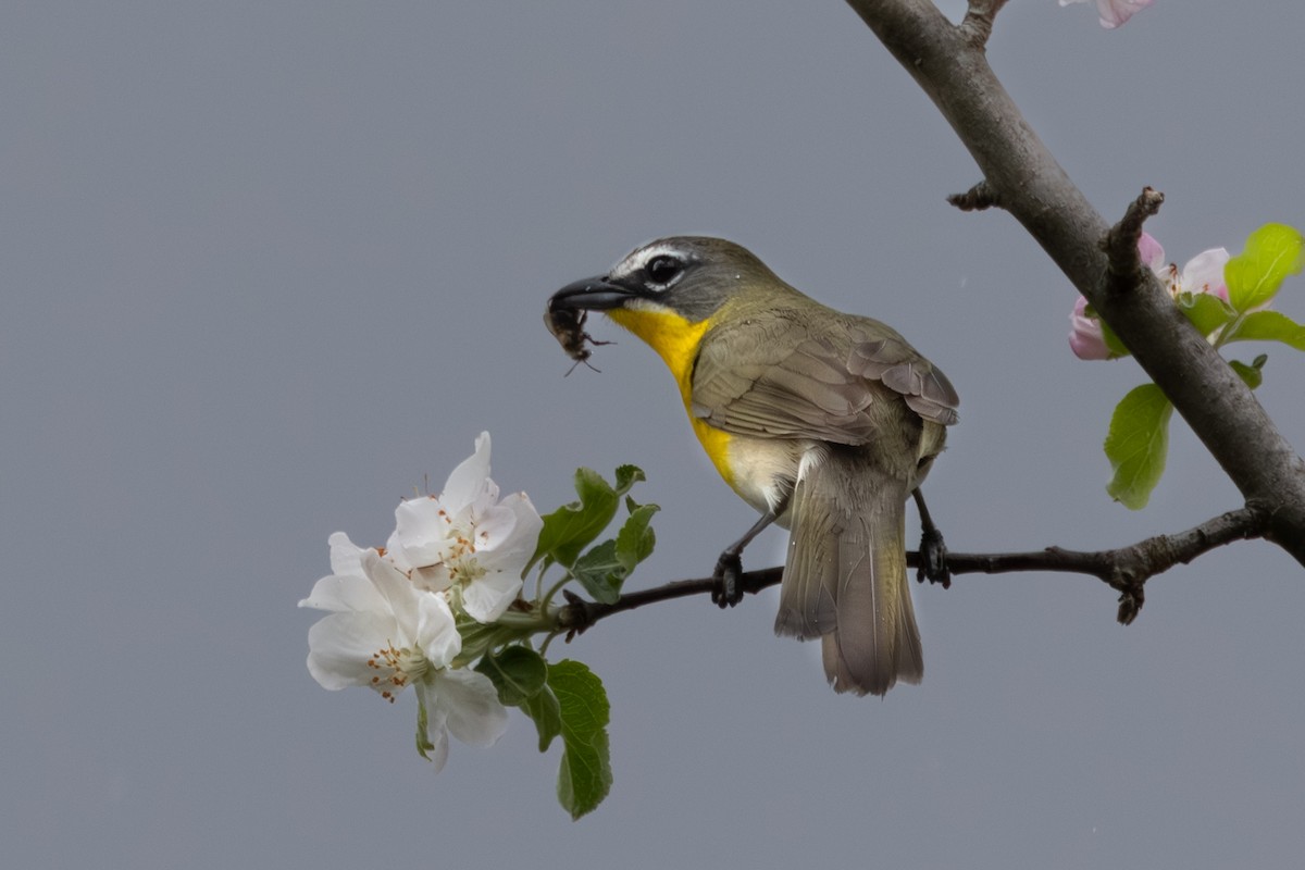 Yellow-breasted Chat - ML618480543