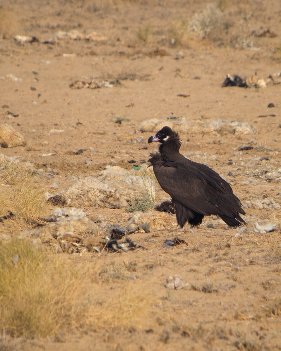 Cinereous Vulture - ML618480548