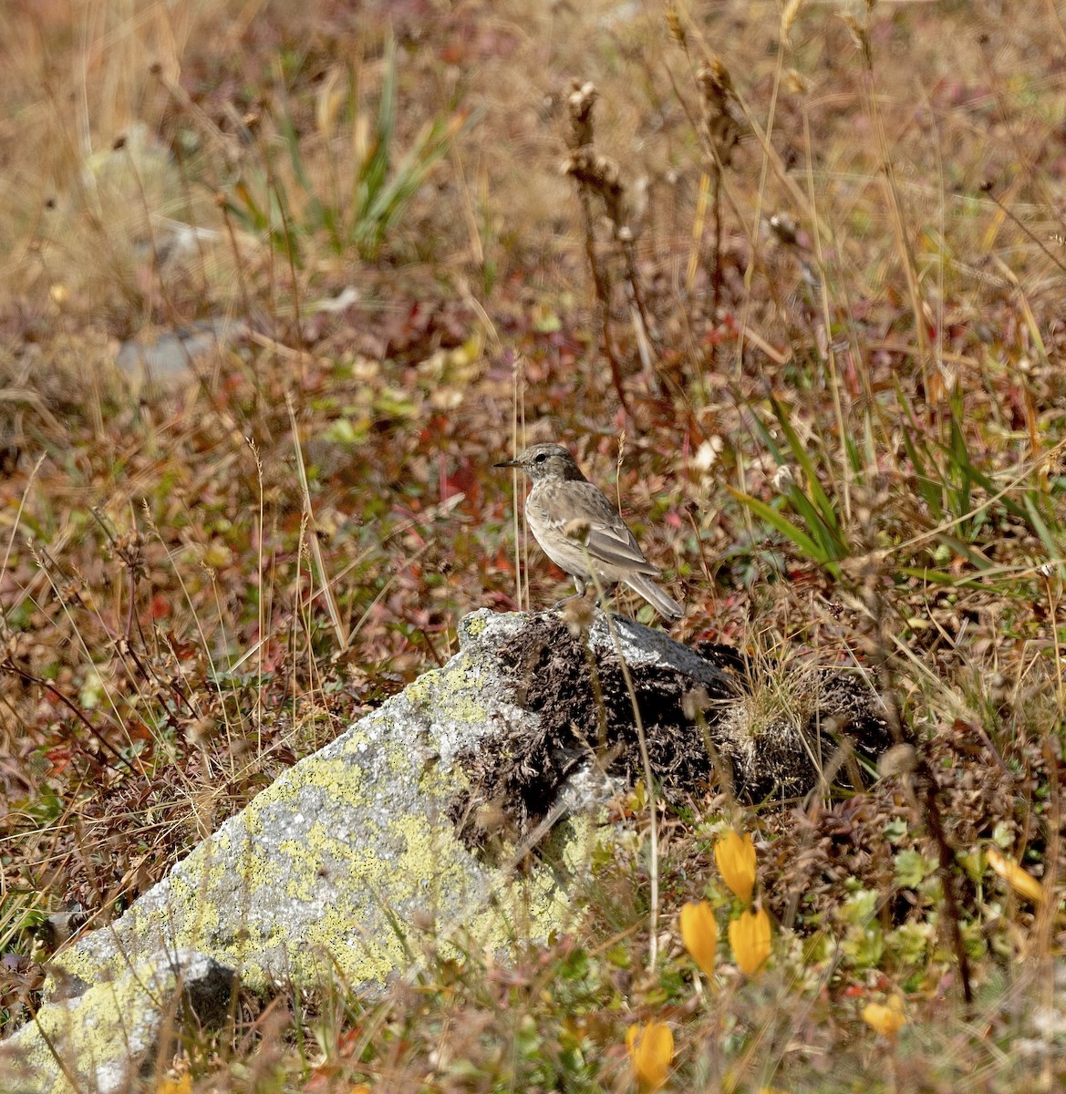 Water Pipit - ML618480553