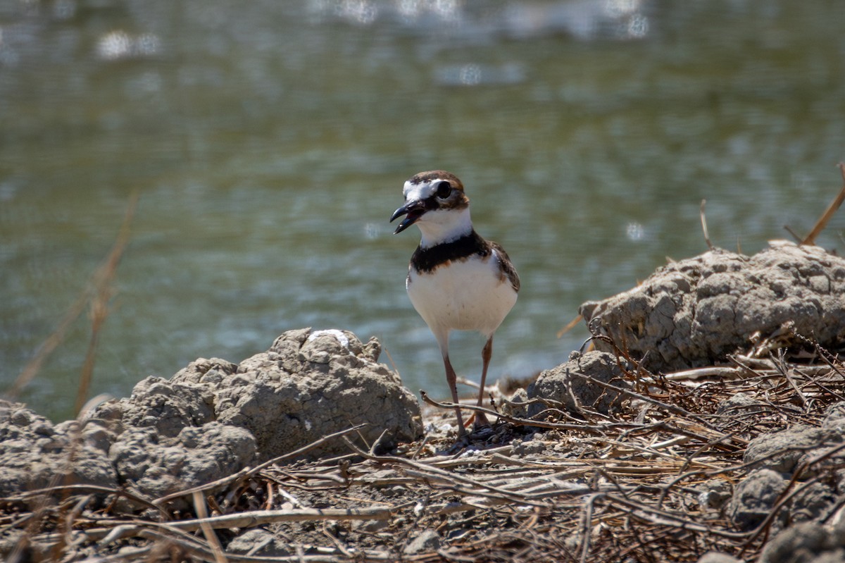 Collared Plover - ML618480615