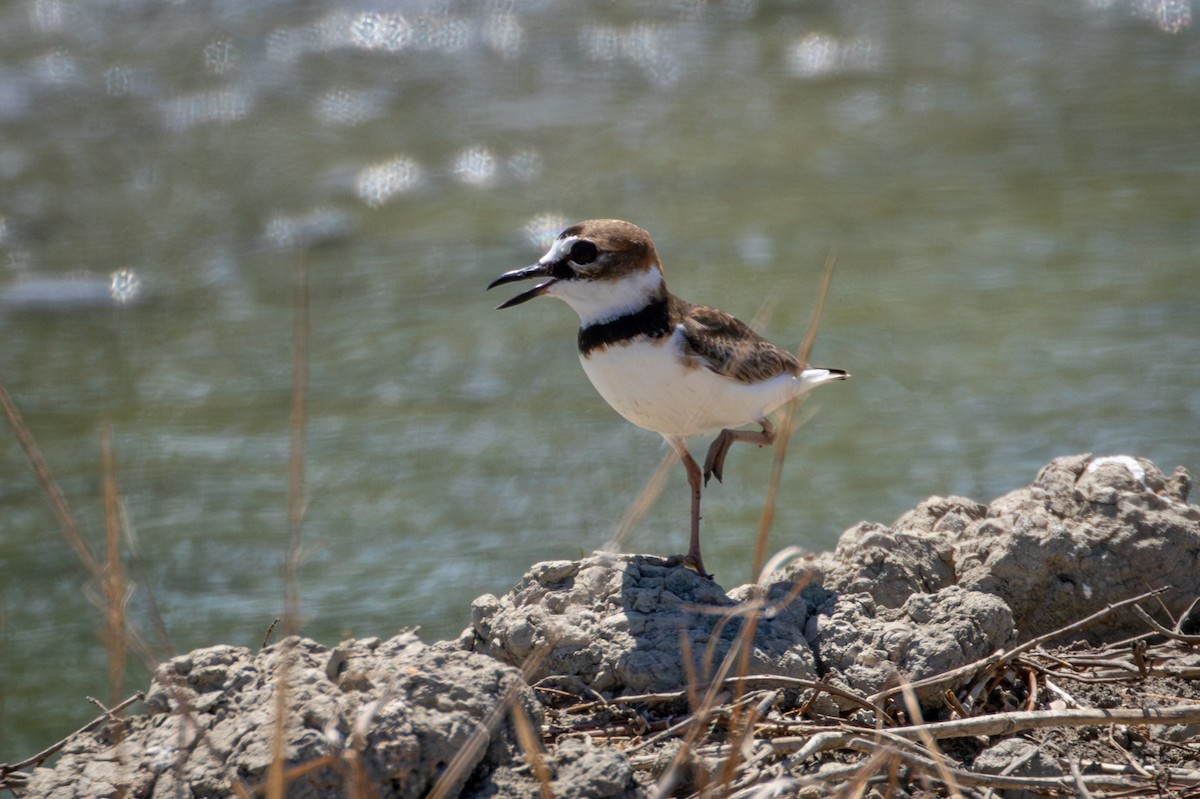 Collared Plover - ML618480616