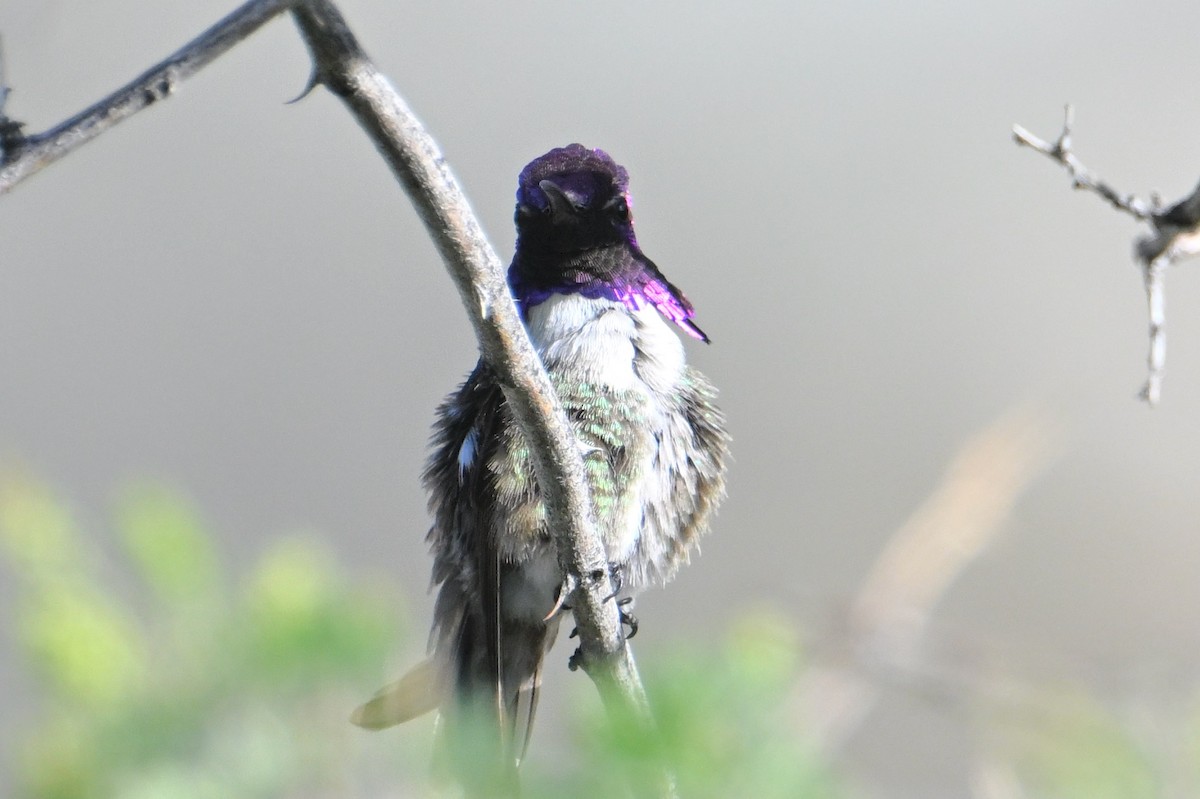 Costa's Hummingbird - ML618480625