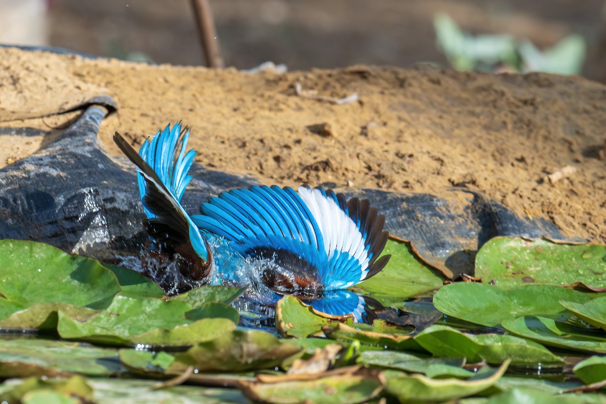 White-throated Kingfisher - Arijit Banerjee