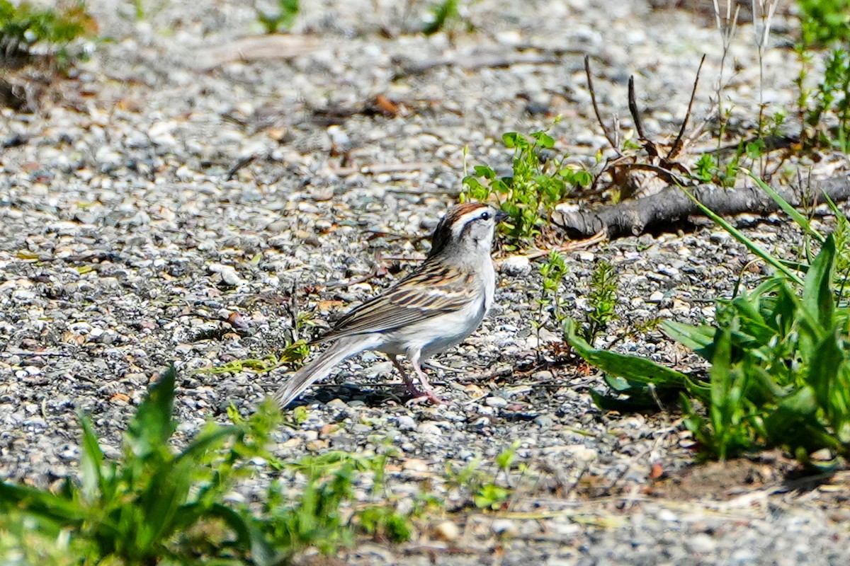 Chipping Sparrow - ML618480639