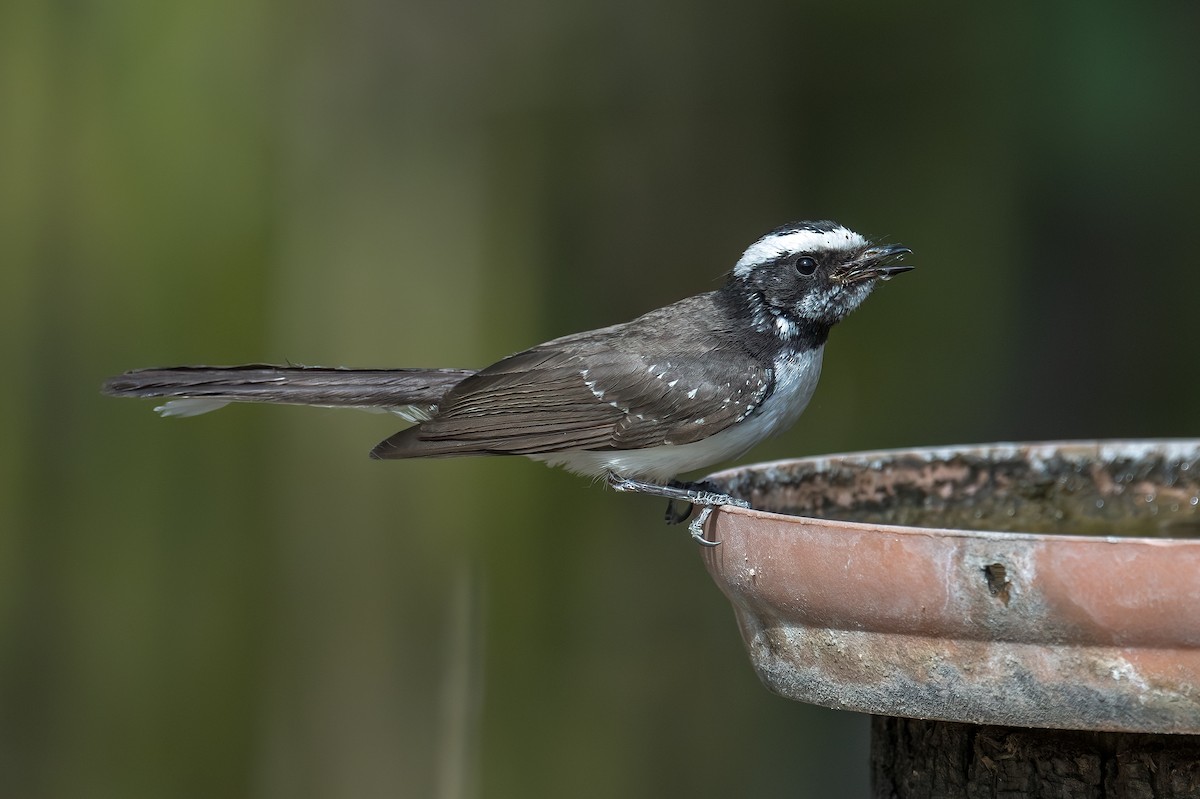 White-browed Fantail - ML618480645