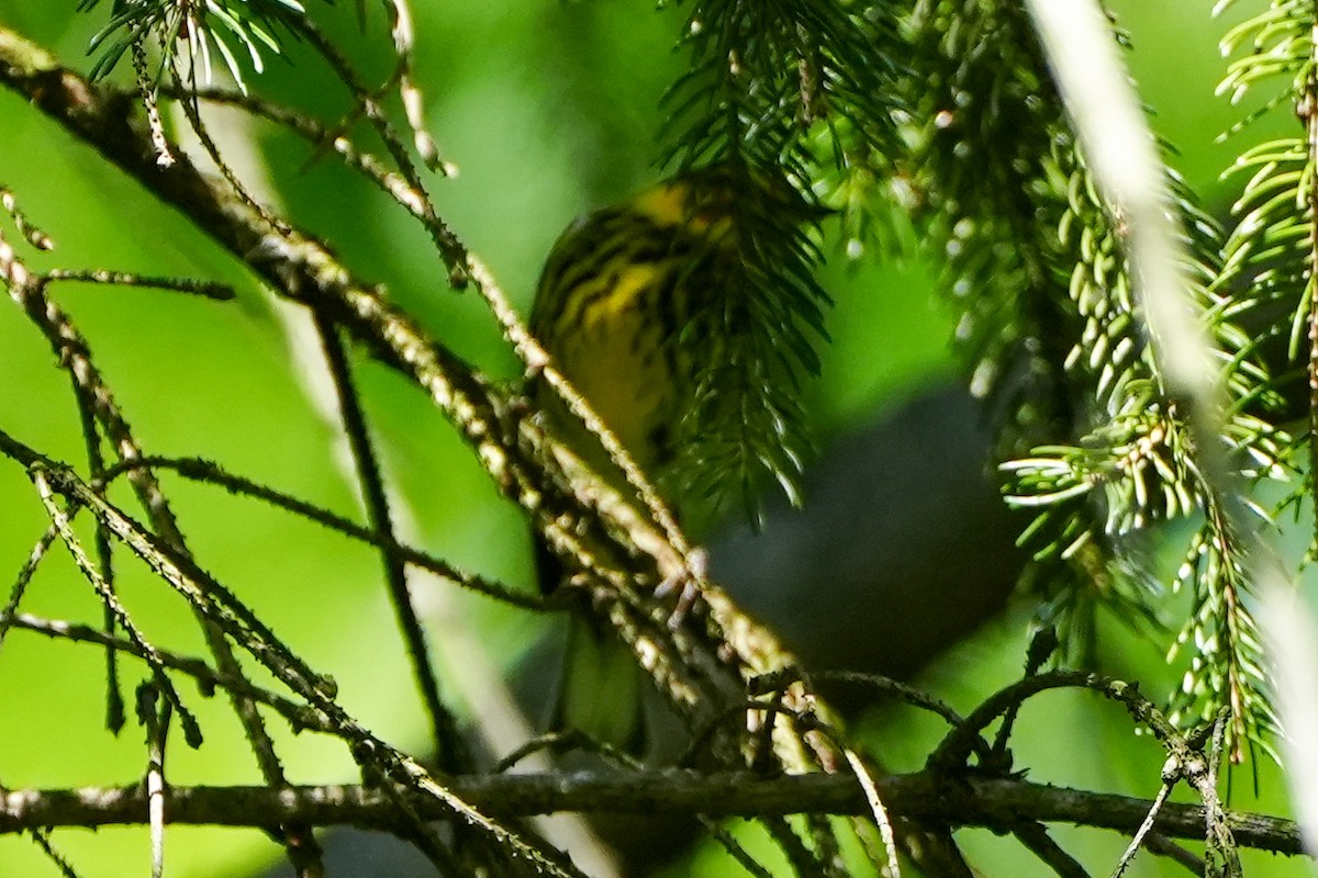 Cape May Warbler - ML618480672
