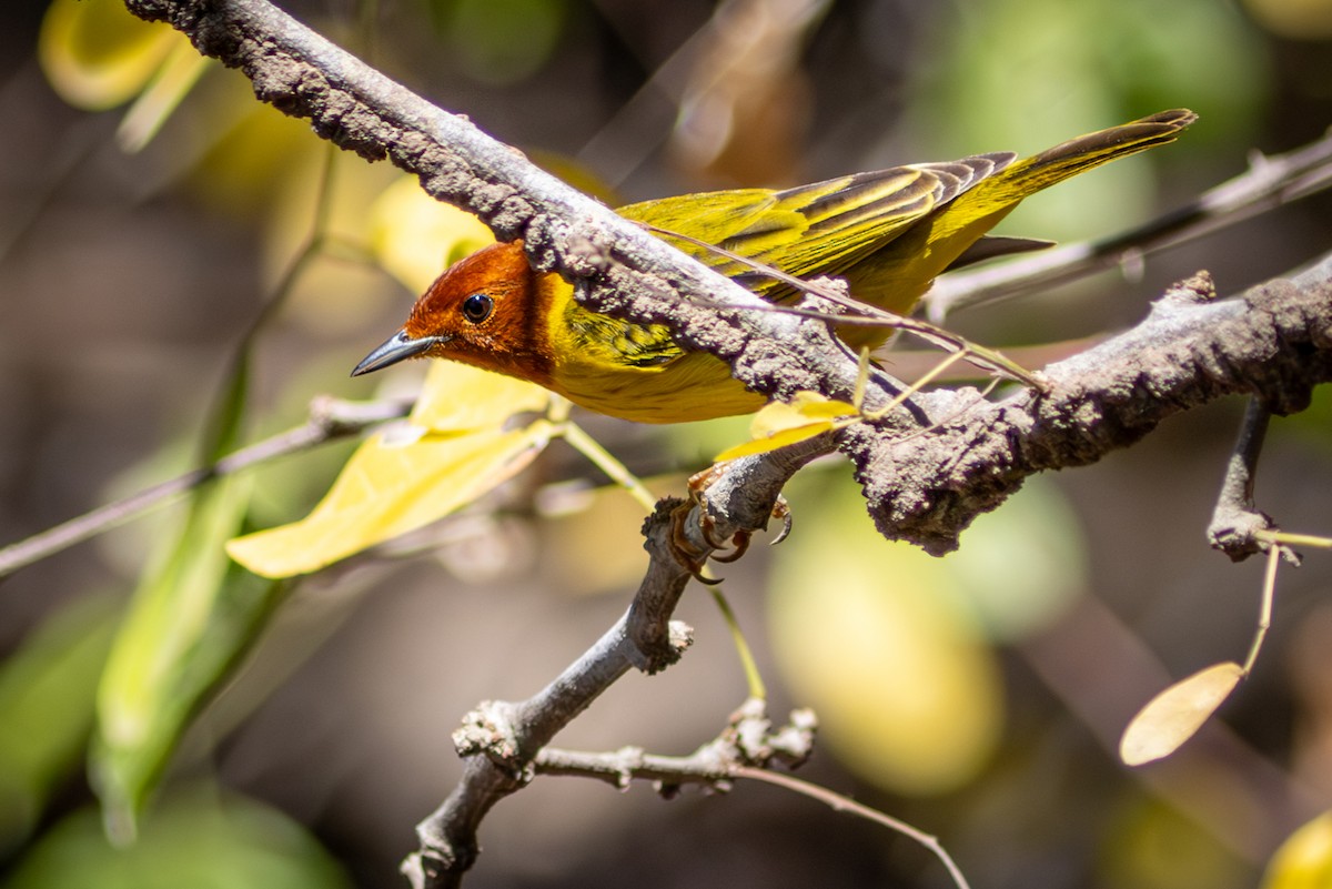 Yellow Warbler (Mangrove) - ML618480679