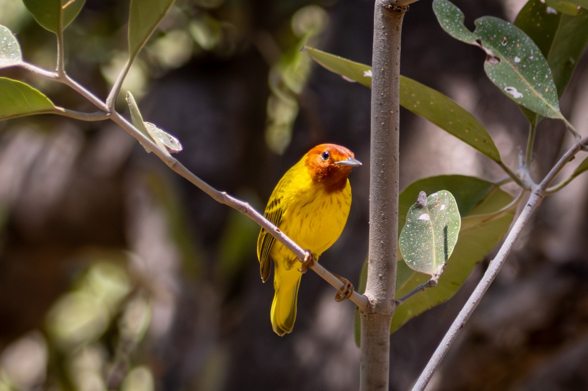 Yellow Warbler (Mangrove) - ML618480680