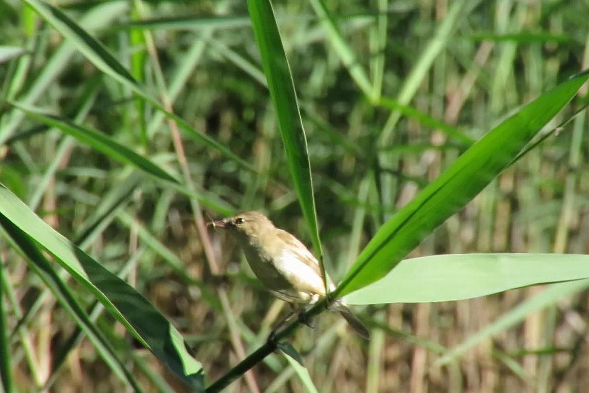 Australian Reed Warbler - ML618480688
