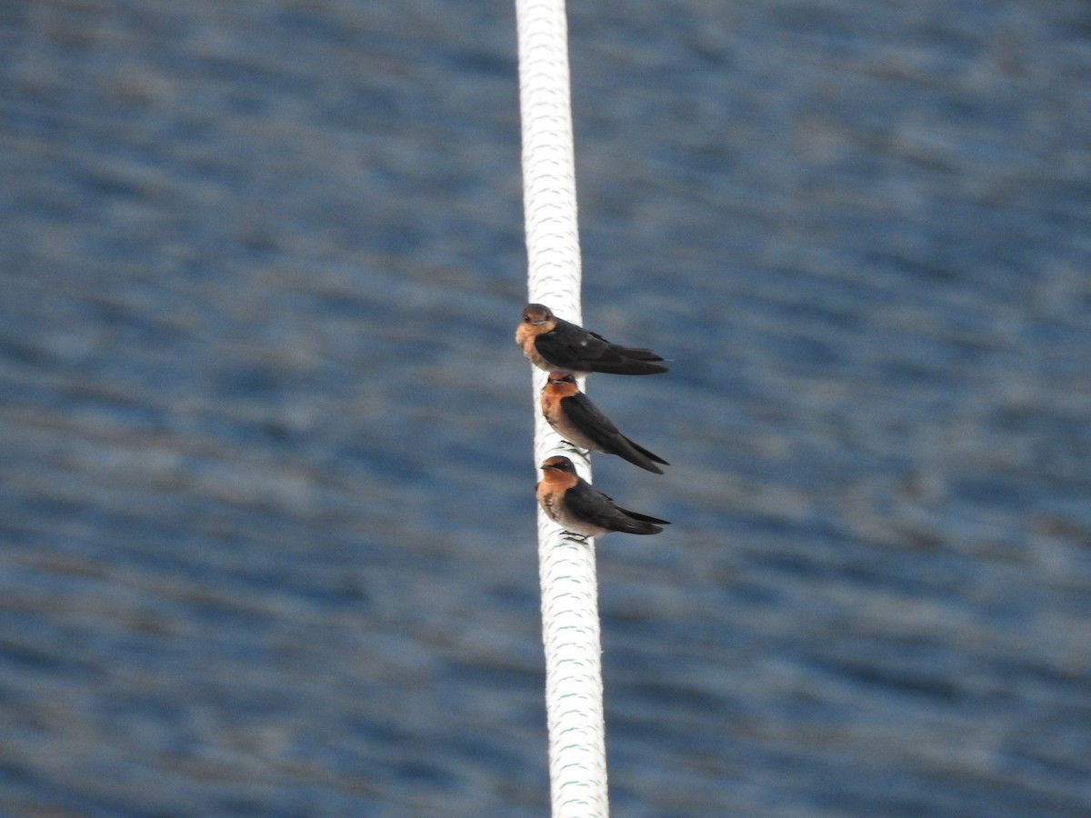 Pacific Swallow - ML618480714