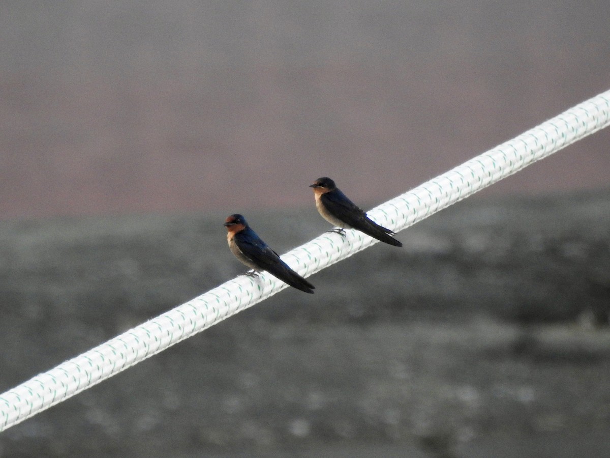 Pacific Swallow - ML618480715