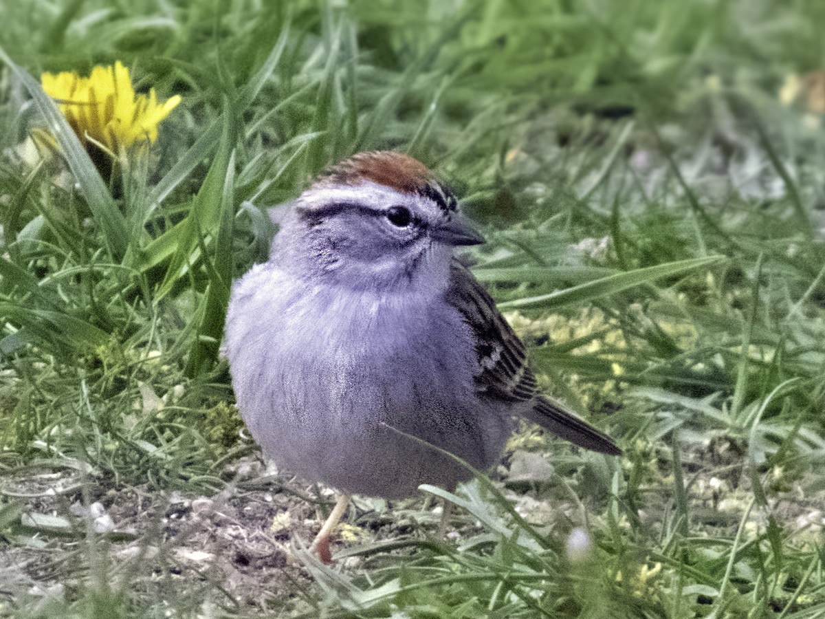 Chipping Sparrow - Nancy Nordin