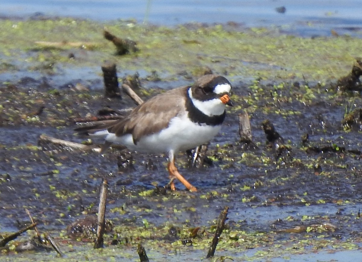Semipalmated Plover - ML618480732