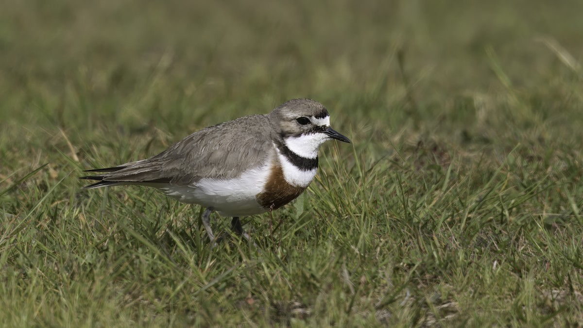 Double-banded Plover - ML618480743