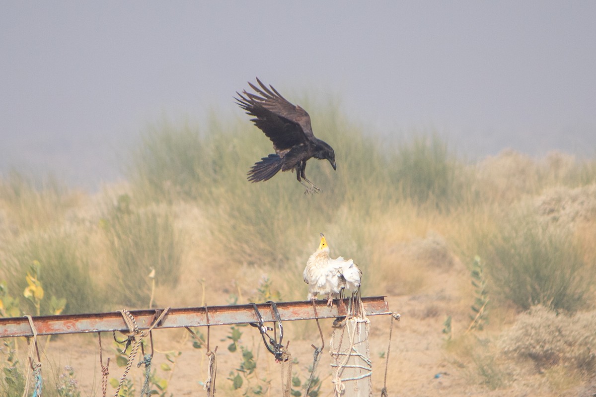 Egyptian Vulture - Bhavik Dutt