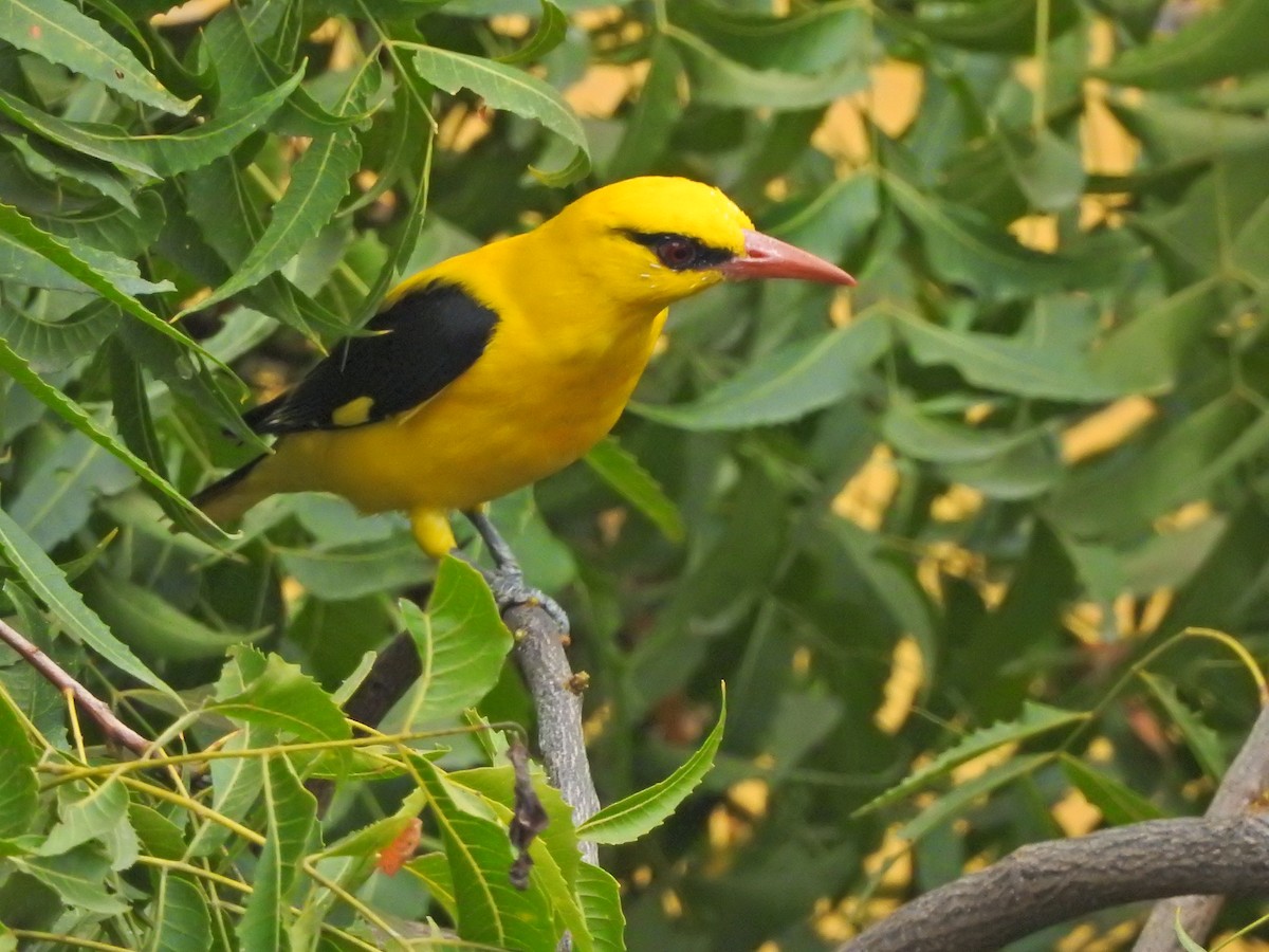 Indian Golden Oriole - ML618480802