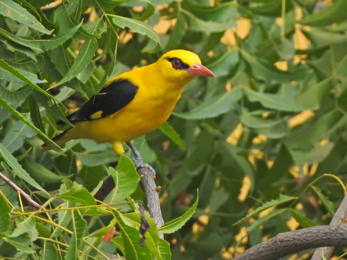 Indian Golden Oriole - ML618480803