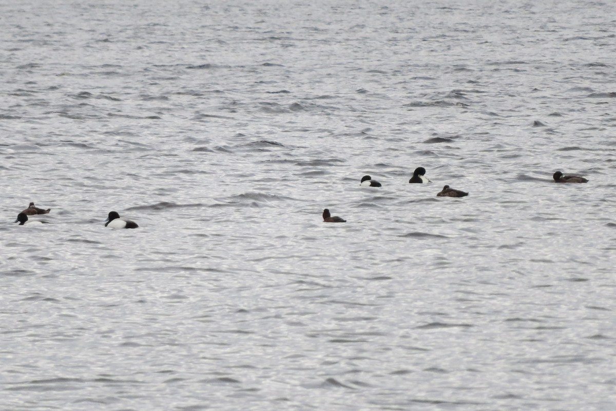 Greater Scaup - ML618480809