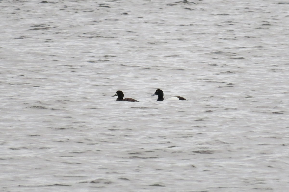Greater Scaup - ML618480810