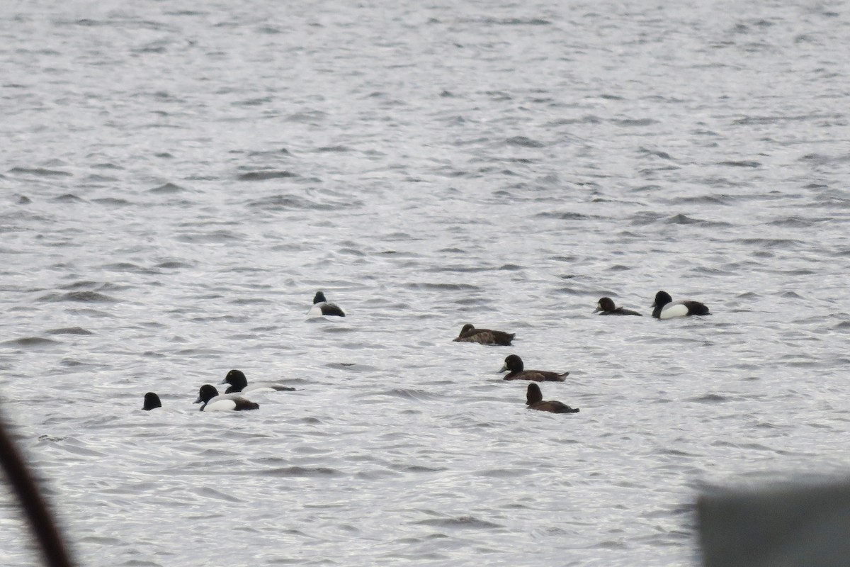 Greater Scaup - ML618480813