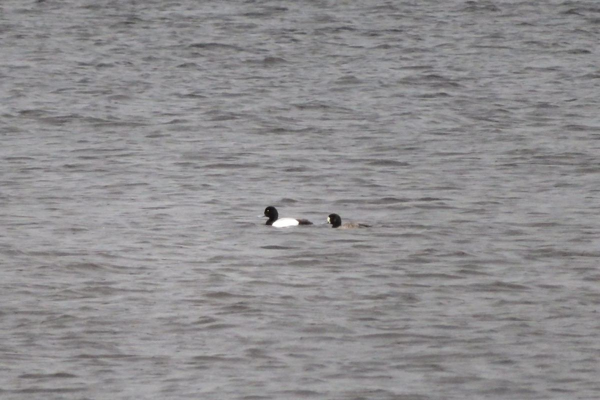 Greater Scaup - ML618480818