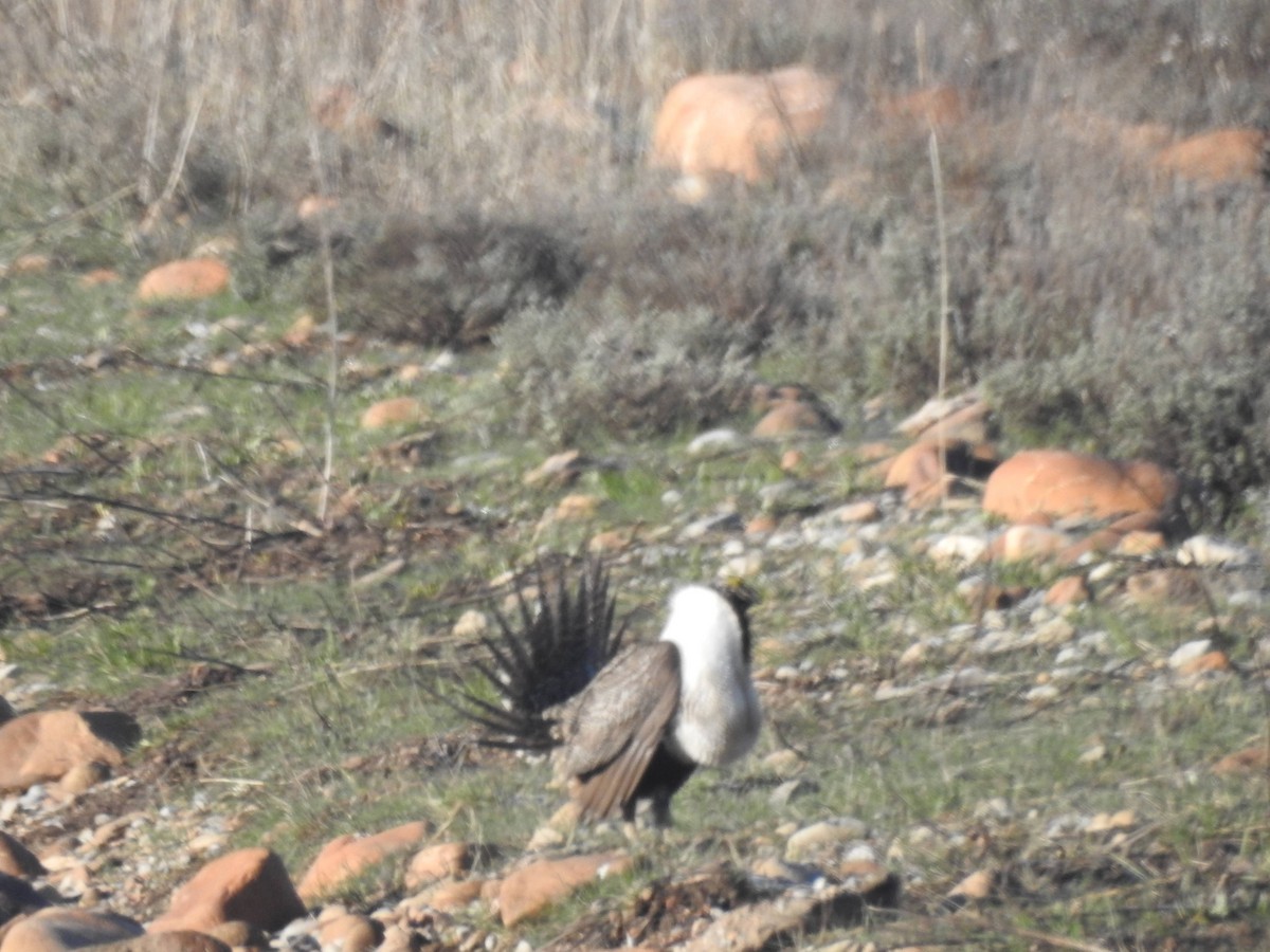 Greater Sage-Grouse - ML618480850