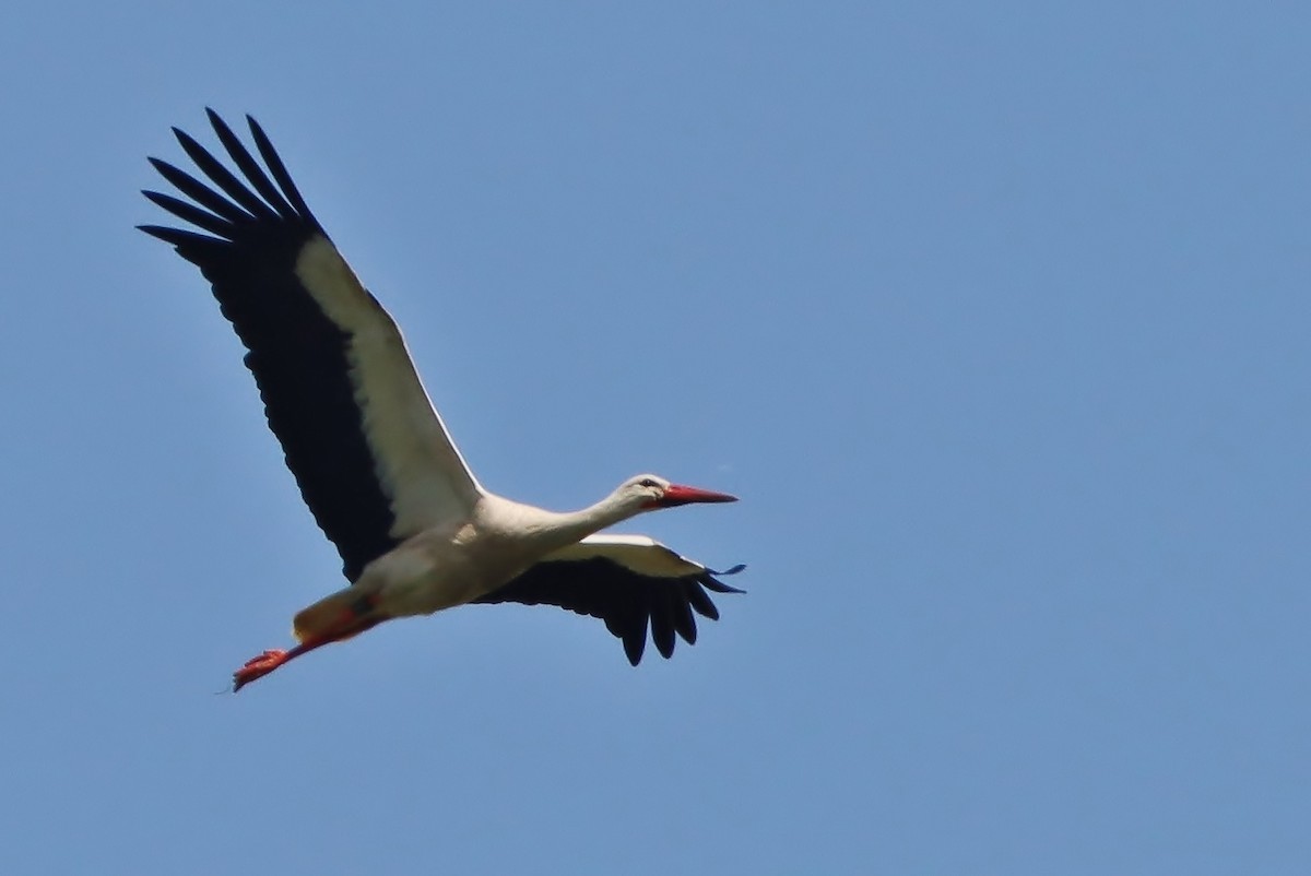 White Stork - Volker Lange