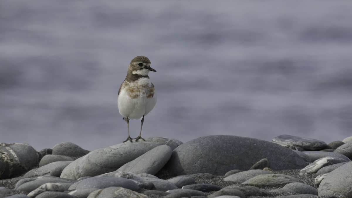 Double-banded Plover - ML618480914