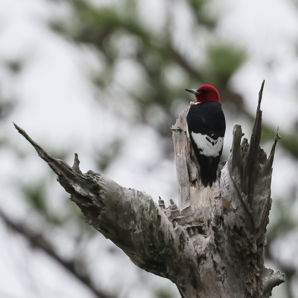 Red-headed Woodpecker - Deborah H