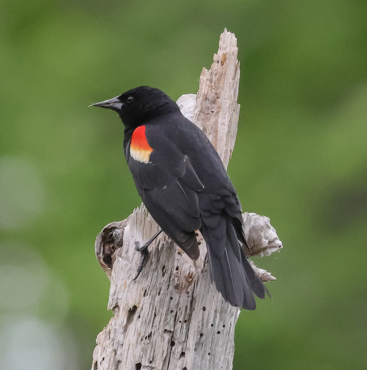Red-winged Blackbird - ML618480935
