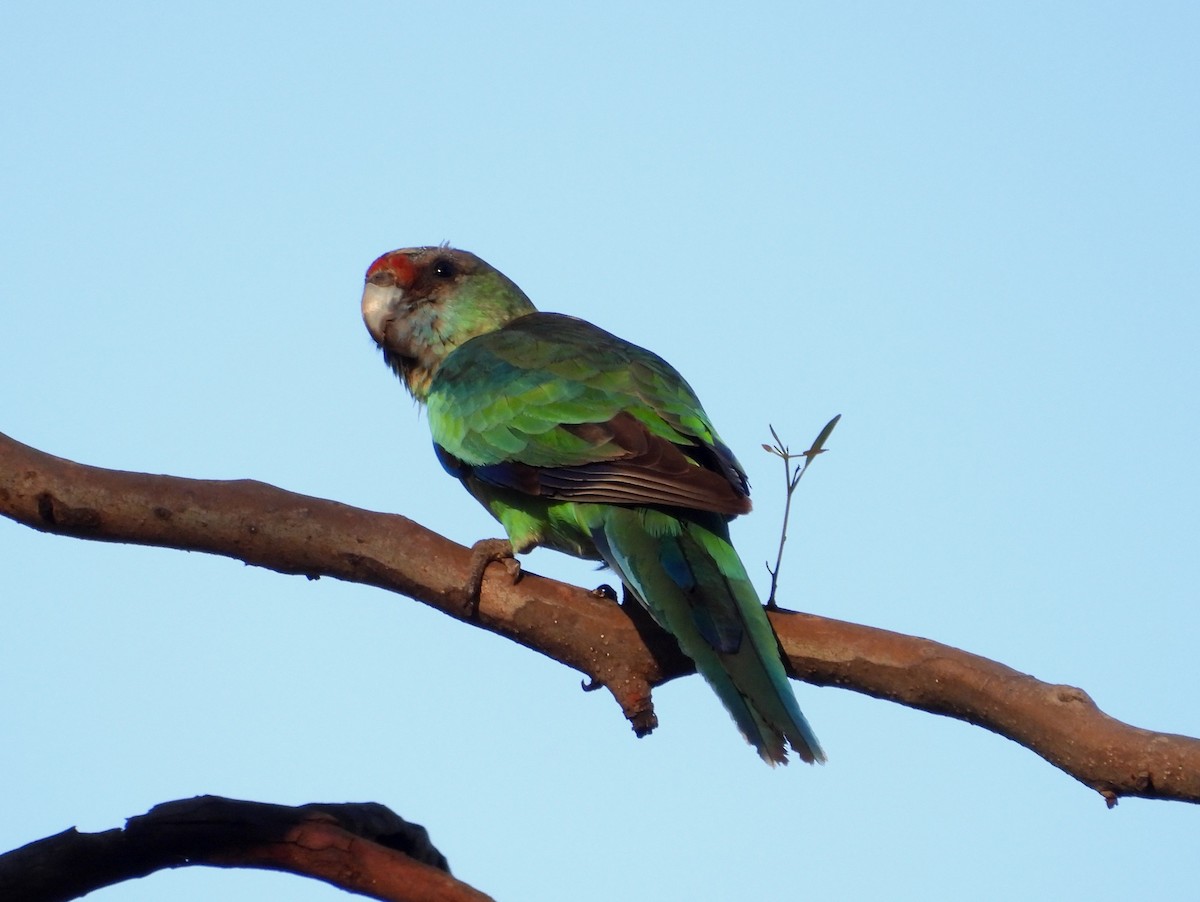 Воротничковый попугай (barnardi) - ML618480940