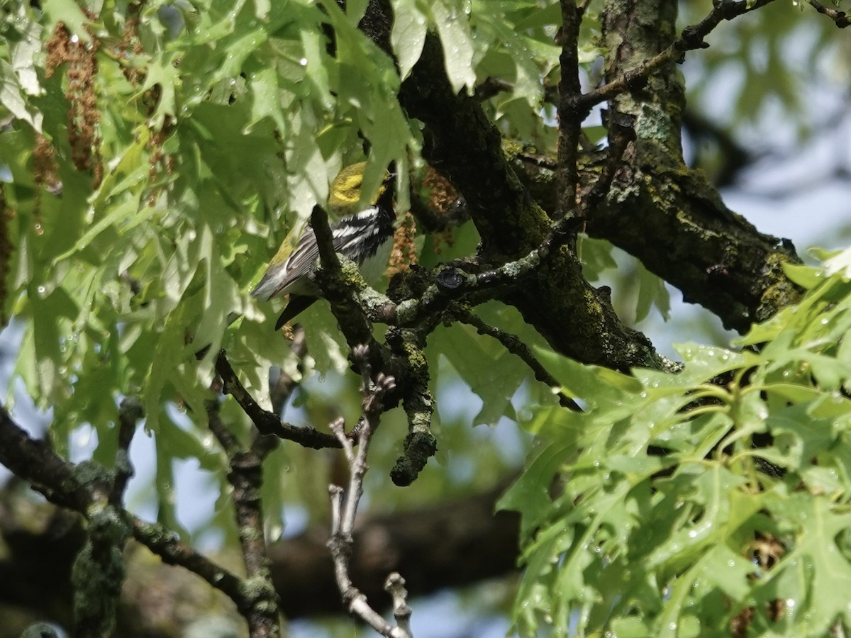 Black-throated Green Warbler - ML618480962