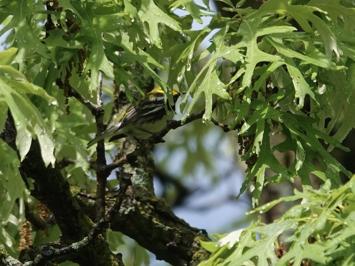 Black-throated Green Warbler - Lottie Bushmann