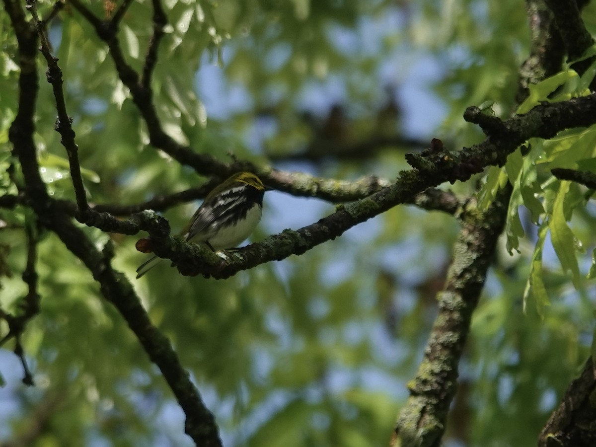 Black-throated Green Warbler - ML618480964