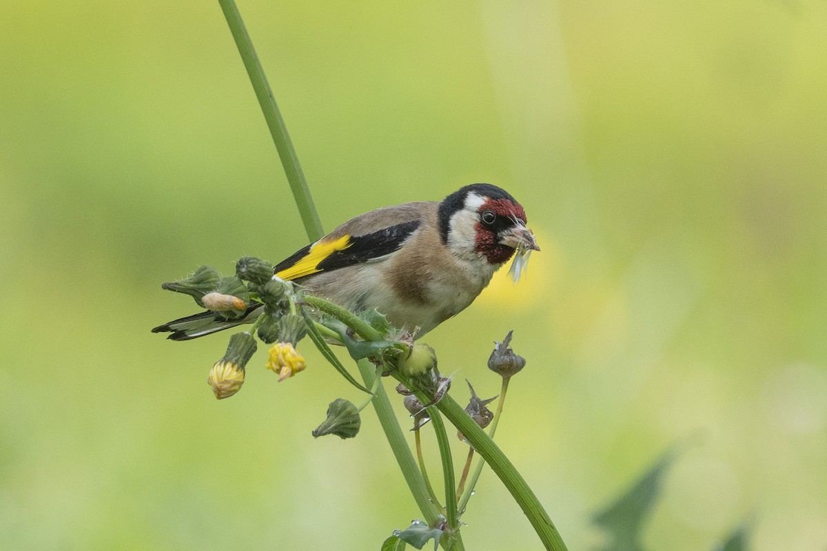 European Goldfinch - John  Bursnall