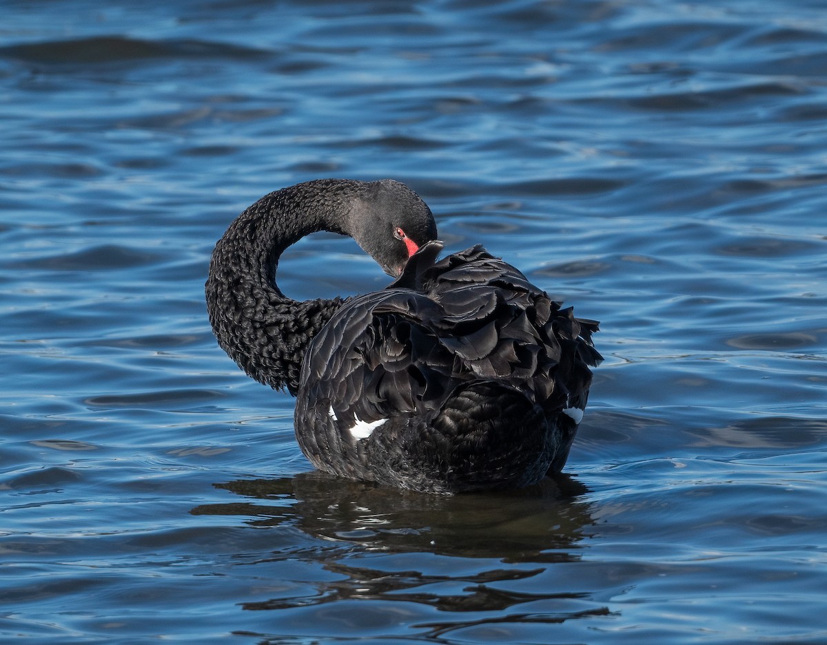 Black Swan - ML618481007
