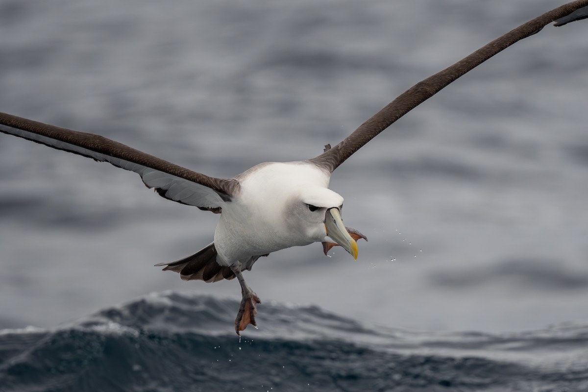 White-capped Albatross - Florian Kaumanns
