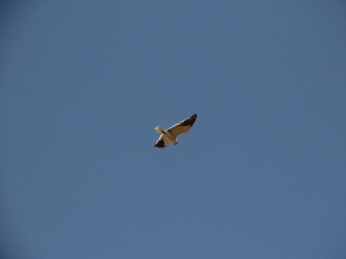 Black-winged Kite - ML618481052