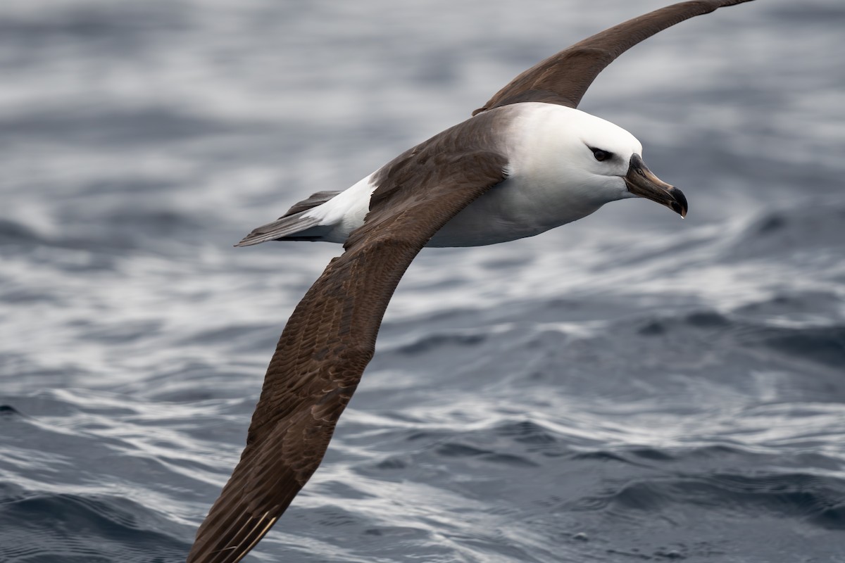 Albatros à sourcils noirs (melanophris) - ML618481054