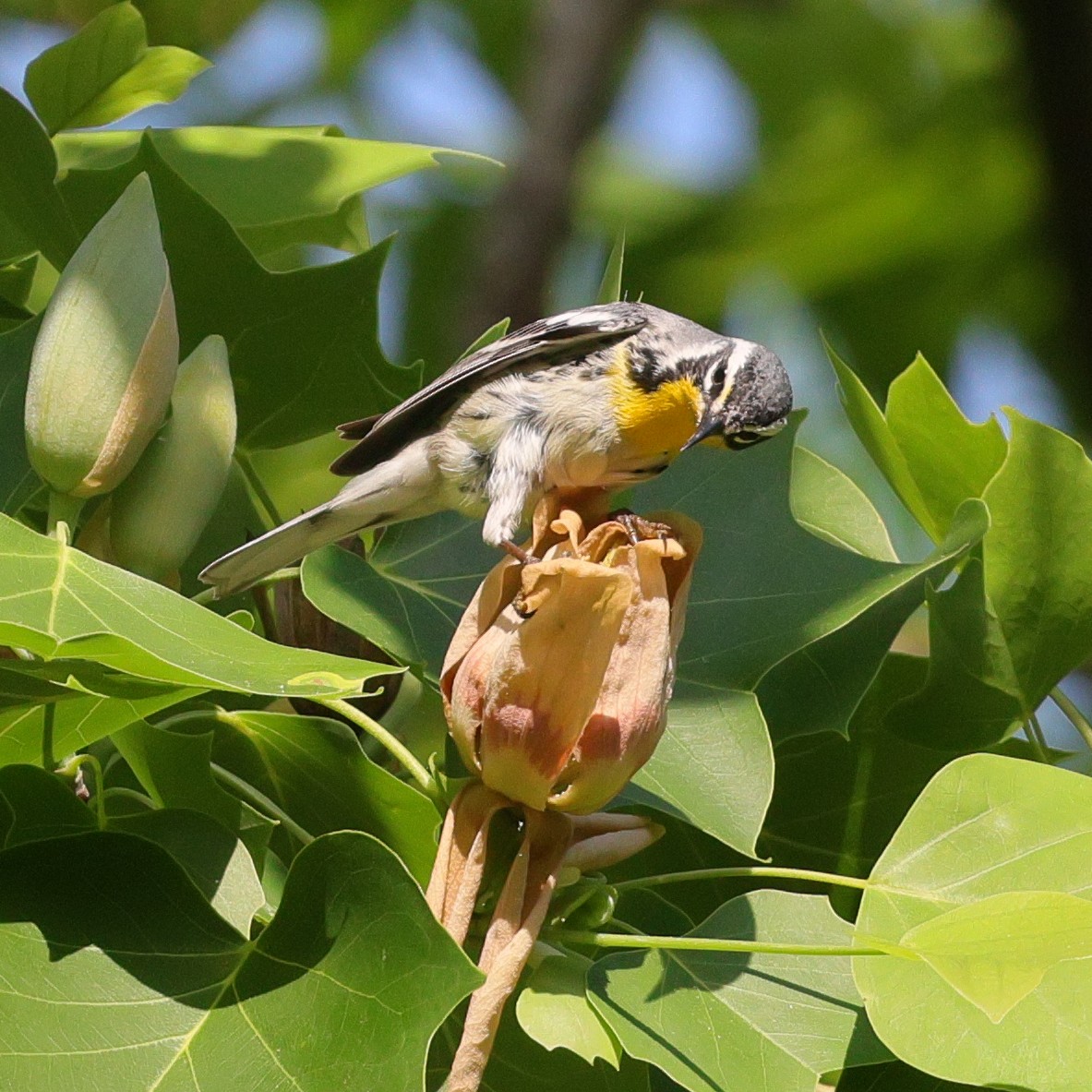 Yellow-throated Warbler - ML618481074