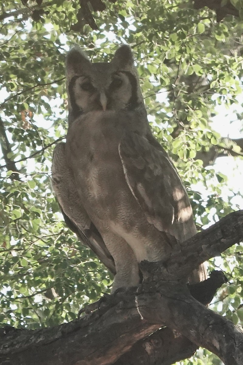 Verreaux's Eagle-Owl - ML618481139