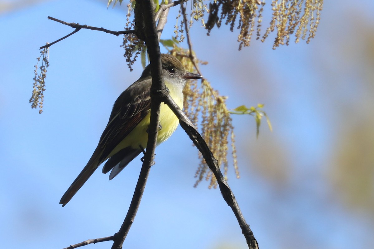 Great Crested Flycatcher - ML618481145