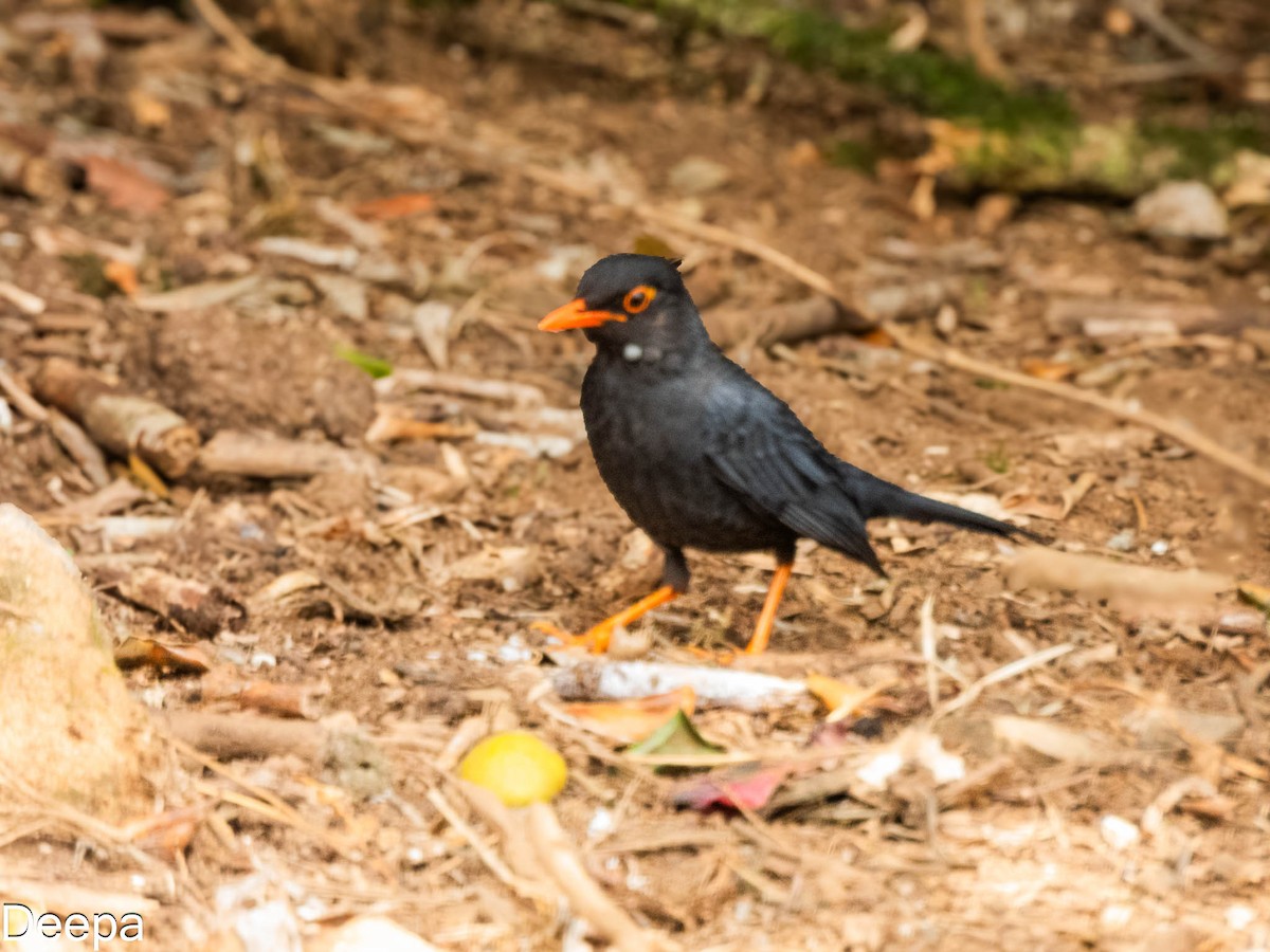 Indian Blackbird (Sri Lanka) - ML618481172