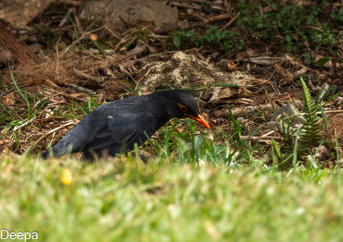 Indian Blackbird (Sri Lanka) - ML618481173
