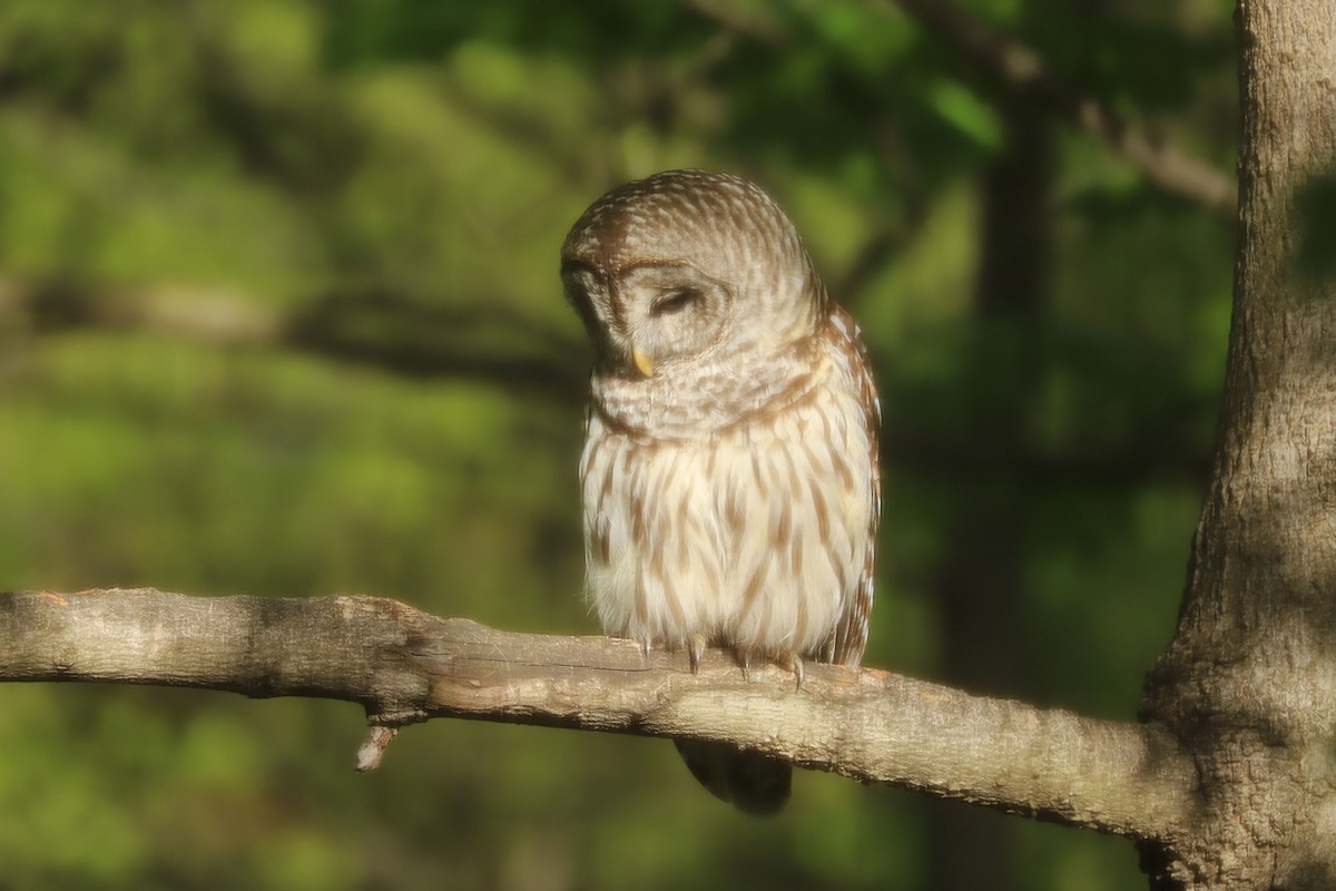 Barred Owl - ML618481194
