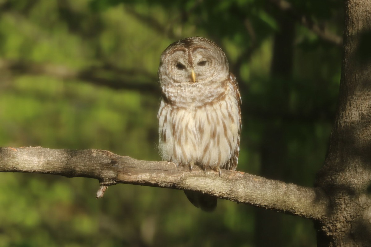 Barred Owl - ML618481195